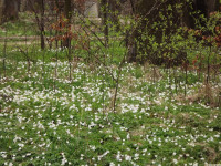 DSCF2885