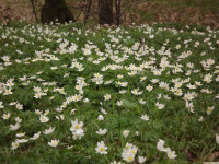 DSCF2903
