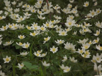 DSCF2904