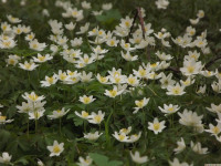DSCF2906