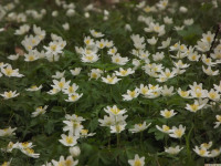 DSCF2907