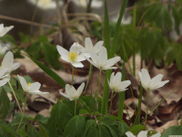 DSCF2920