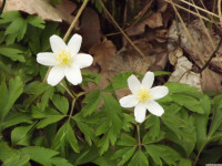DSCF2927