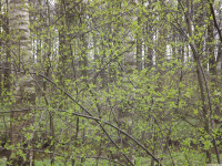 DSCF2935
