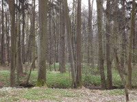 DSCF2953