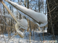 lodsnieg_175