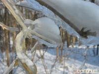 lodsnieg_176