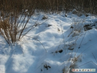 lodsnieg_178