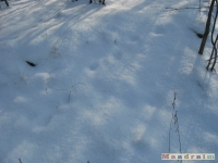 lodsnieg_184