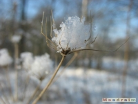 lodsnieg_188