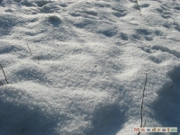 lodsnieg_191