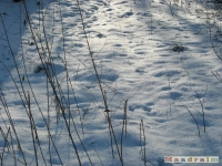 lodsnieg_196