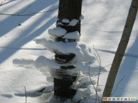 lodsnieg_197