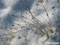 lodsnieg_201
