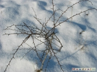 lodsnieg_202