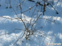 lodsnieg_203