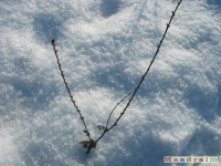 lodsnieg_207