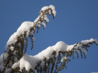 lodsnieg_224