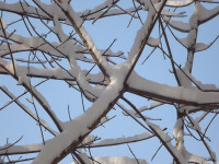 lodsnieg_227