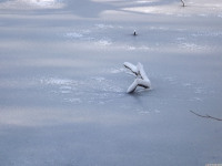 lodsnieg_230