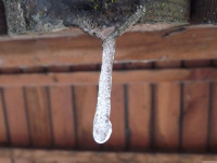 lodsnieg_236