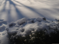 lodsnieg_249