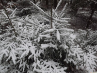 lodsnieg_311
