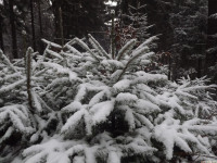 lodsnieg_312