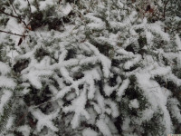 lodsnieg_313