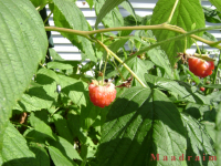 owoc_006