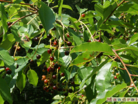 owoc_009