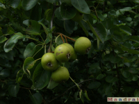 owoc_012