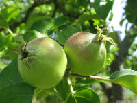 owoc_016
