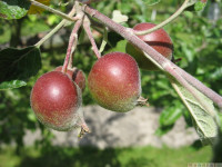 owoc_017