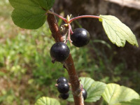 owoc_025