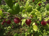 owoc_027