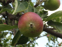 owoc_028