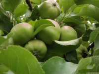 owoc_029
