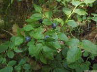 owoc_030