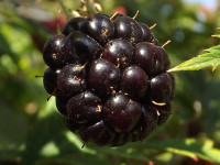 owoc_032