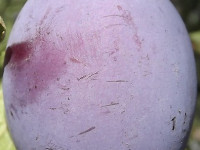owoc_033