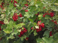 owoc_034