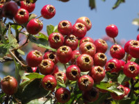 owoc_037