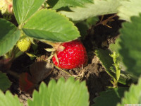 owoc_039