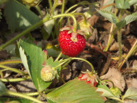 owoc_041