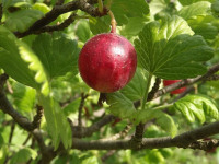 owoc_043