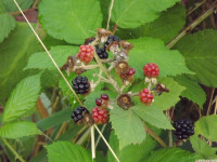owoc_045