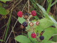 owoc_046
