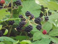 owoc_047