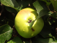 owoc_053